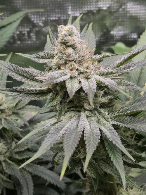 Shiskaberry Cookies. Week 12 - 11/27