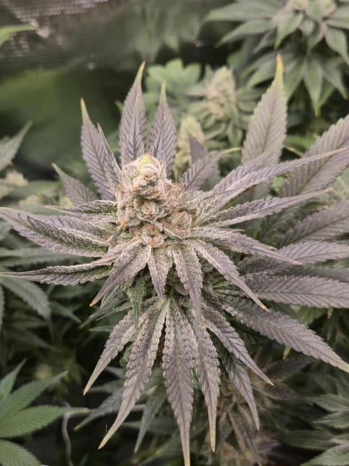 Shiskaberry Cookies. Week 12 - 12/3