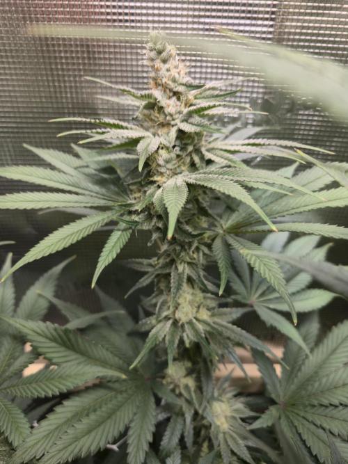 Shiskaberry Cookies. Week 12 - 11/27