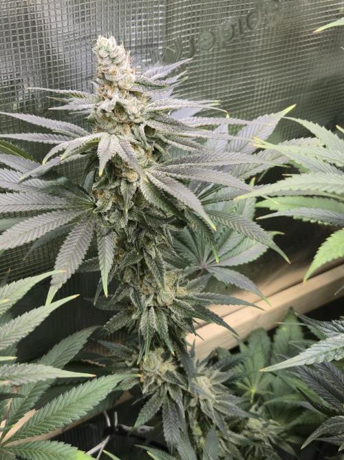 Shiskaberry Cookies. Week 12 - 12/3