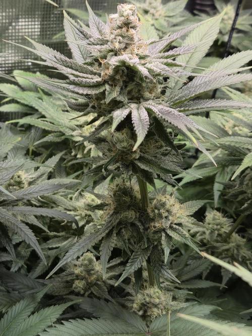 Shiskaberry Cookies. Week 12 - 11/27