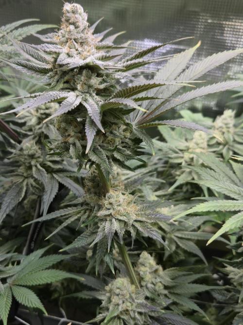 Shiskaberry Cookies. Week 12 - 12/3