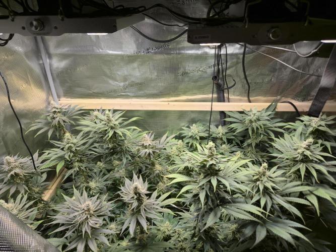 Shiskaberry Cookies. Week 12 - 12/3