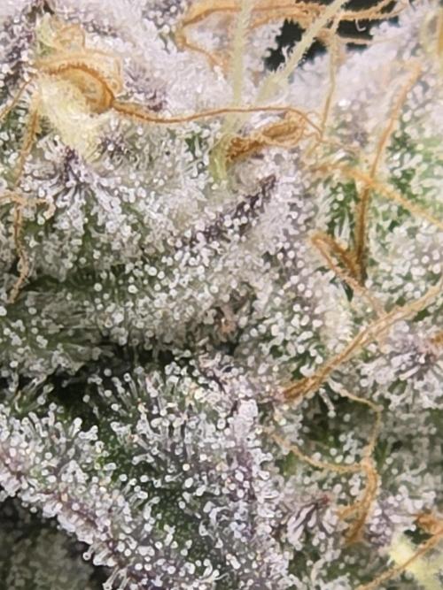 Shiskaberry Cookies. Week 12 - 12/3