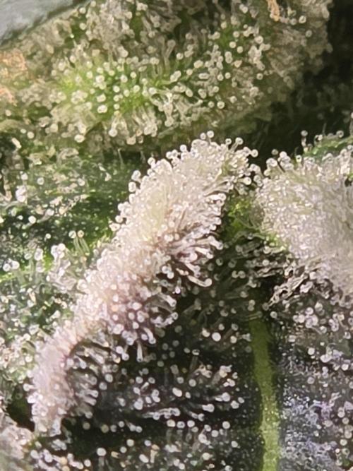 Shiskaberry Cookies. Week 12 - 12/3