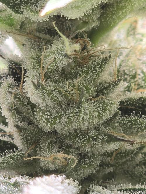 Shiskaberry Cookies. Week 12 - 12/3