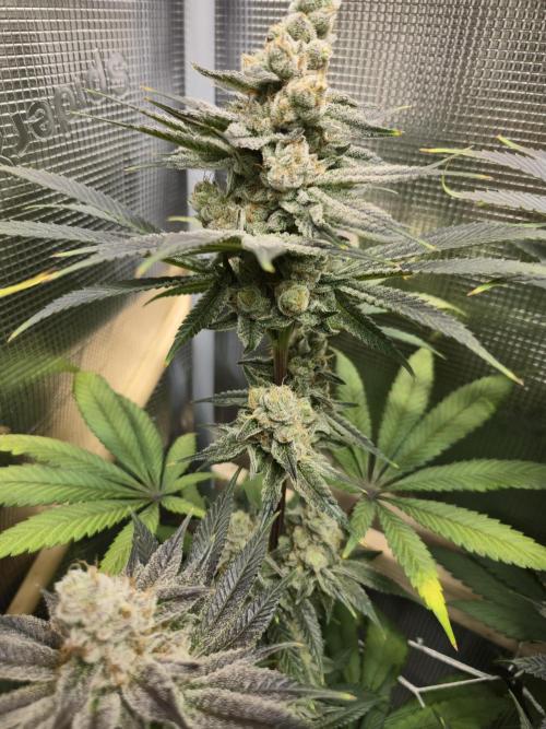 Shiskaberry Cookies. Week 13 - 12/7