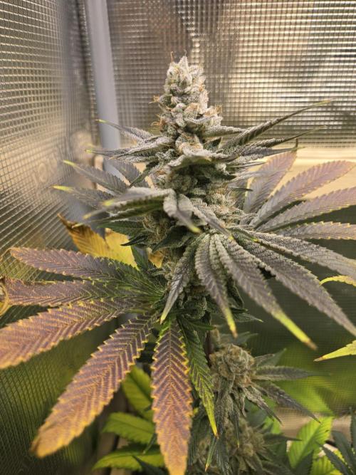 Shiskaberry Cookies. Week 13 - 12/10