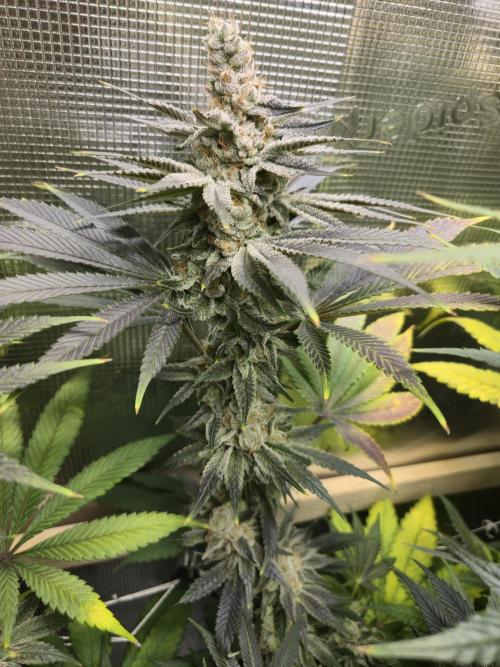 Shiskaberry Cookies. Week 13 - 12/7