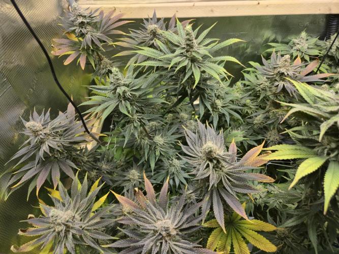 Shiskaberry Cookies. Week 13 - 12/10