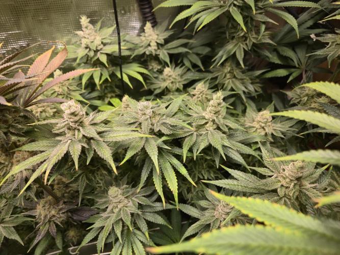 Shiskaberry Cookies. Week 13 - 12/10