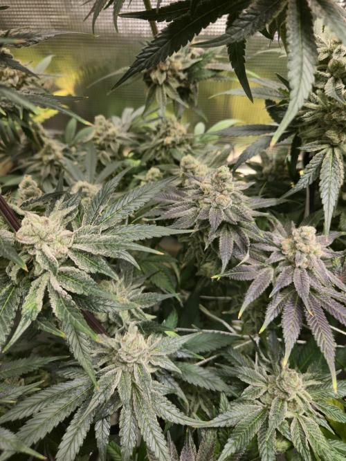 Shiskaberry Cookies. Week 13 - 12/10