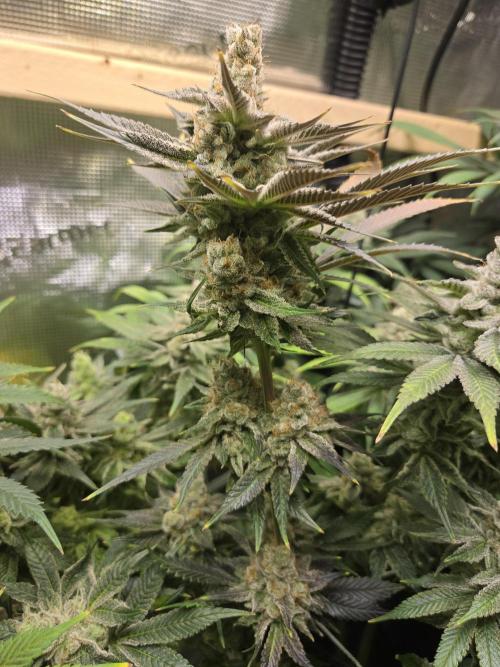 Shiskaberry Cookies. Week 13 - 12/10