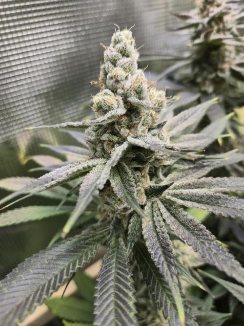 Shiskaberry Cookies. Week 13 - 12/7