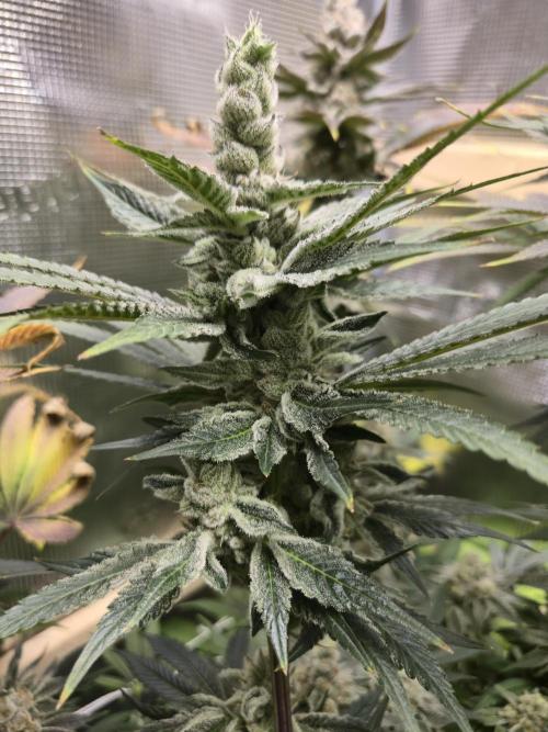 Shiskaberry Cookies. Week 13 - 12/10