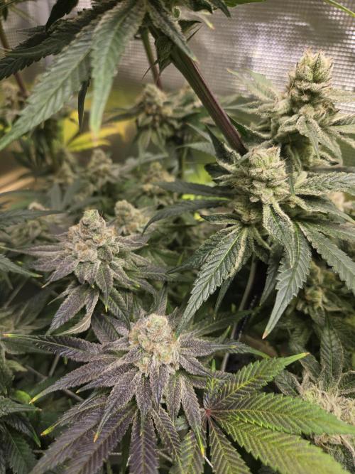 Shiskaberry Cookies. Week 13 - 12/10