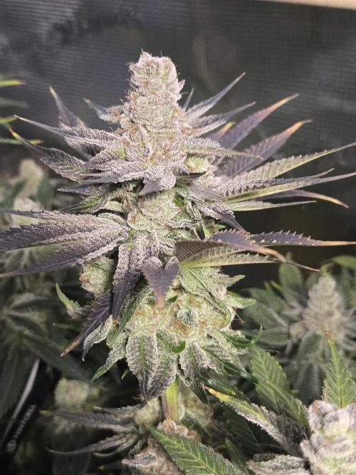 Shiskaberry Cookies. Week 14