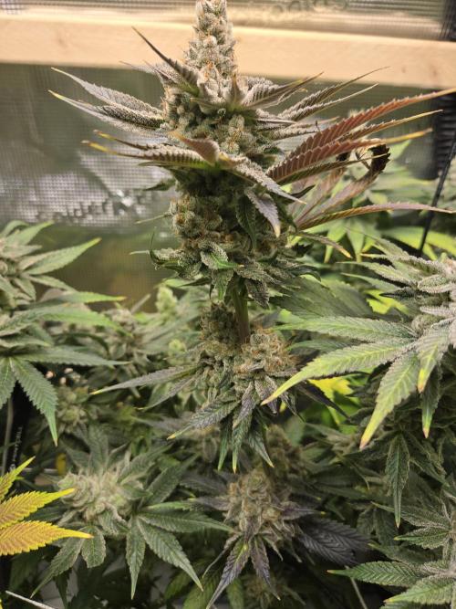 Shiskaberry Cookies. Week 14