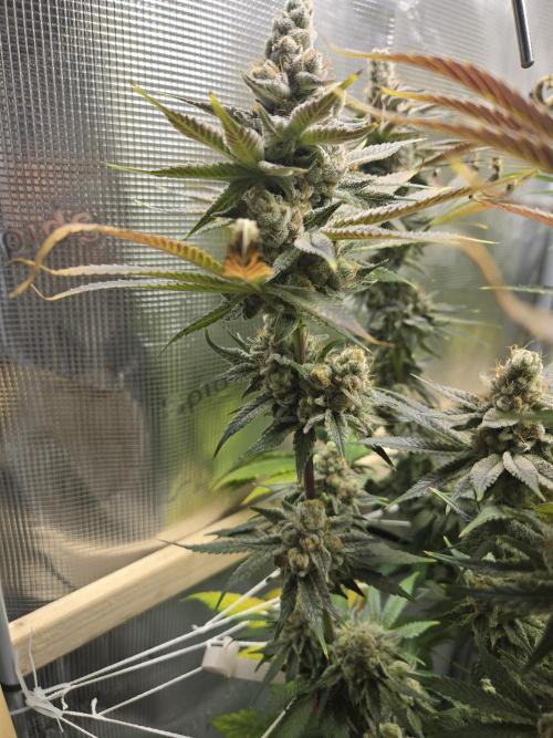 Shiskaberry Cookies. Week 14