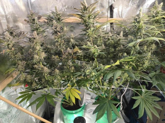 Shiskaberry Cookies. Week 14