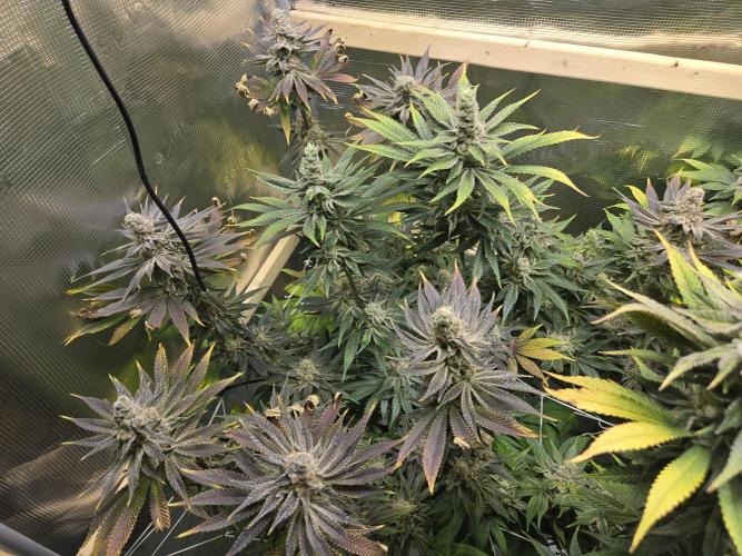 Shiskaberry Cookies. Week 14