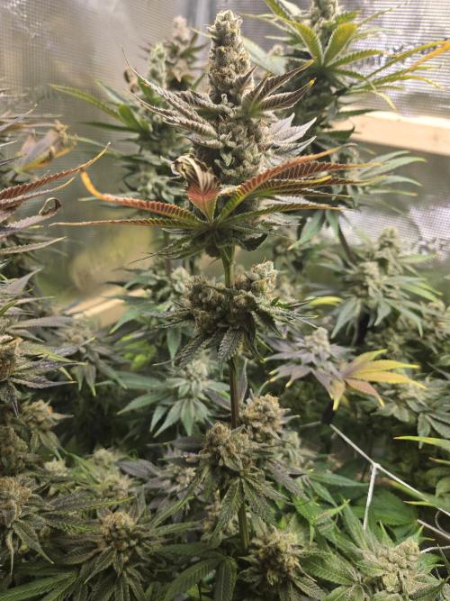 Shiskaberry Cookies. Week 14