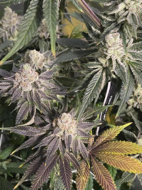 Shiskaberry Cookies. Week 15