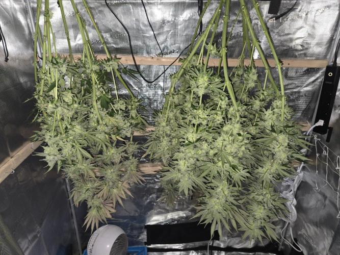 Shiskaberry Cookies. Week 15