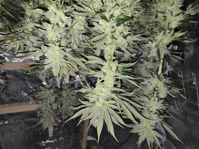 Shiskaberry Cookies. Week 15