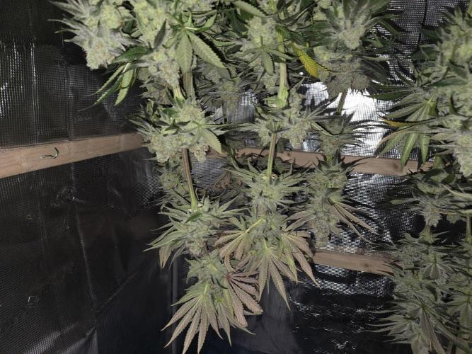 Shiskaberry Cookies. Week 15