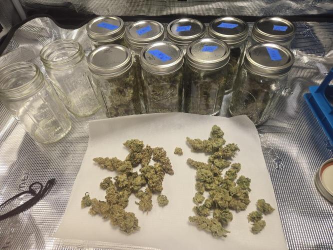 Shiskaberry Cookies. Week 15