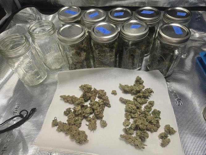 Shiskaberry Cookies. Week 15