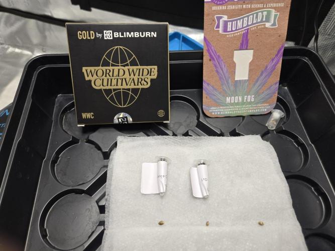 Moon Fog vs Orange Cake vs LSD. Week 0