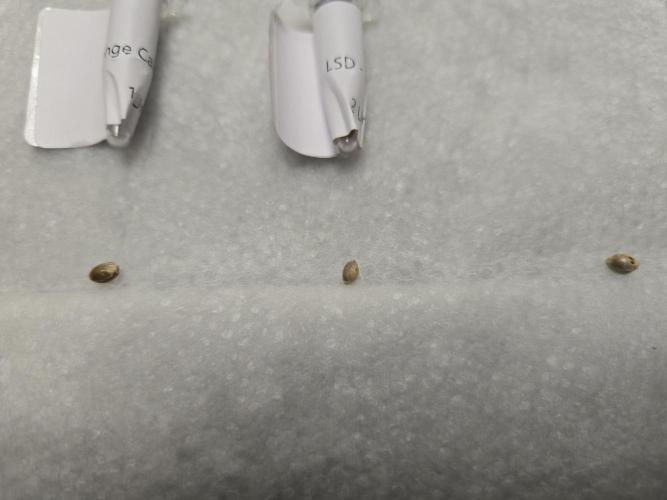 Moon Fog vs Orange Cake vs LSD. Week 0