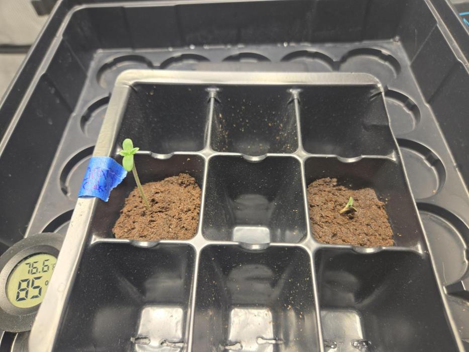 Moon Fog/Orange Cake/Bubba Brunch. Week 1