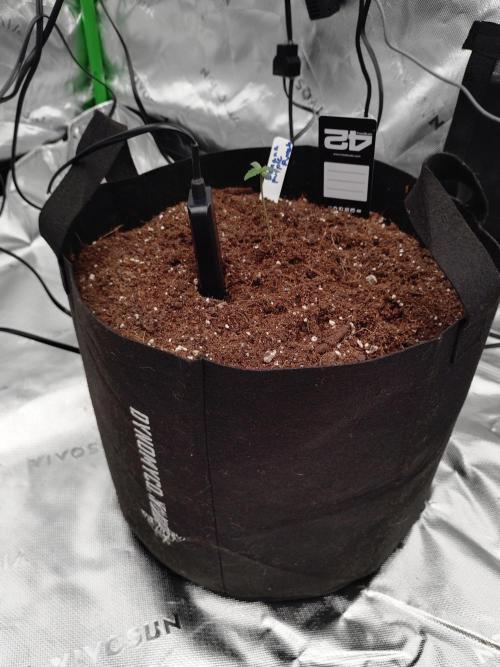 Fast buds seed to harvest coming soon. Week 0