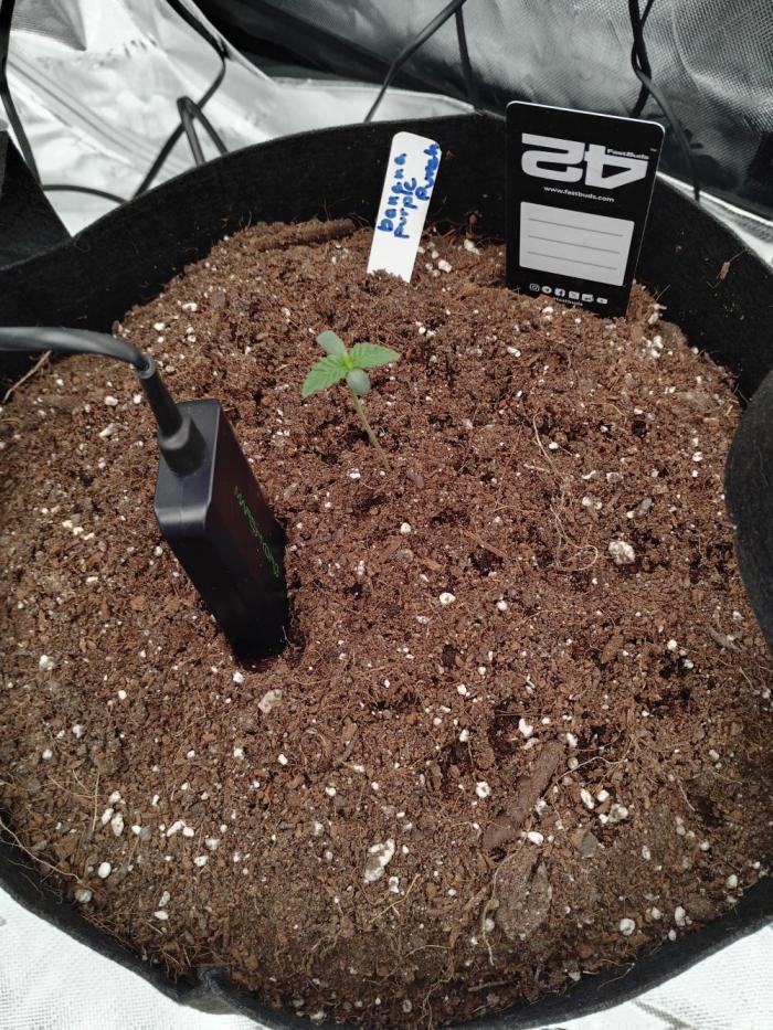 Fast buds seed to harvest coming soon. Week 1 - Looking good