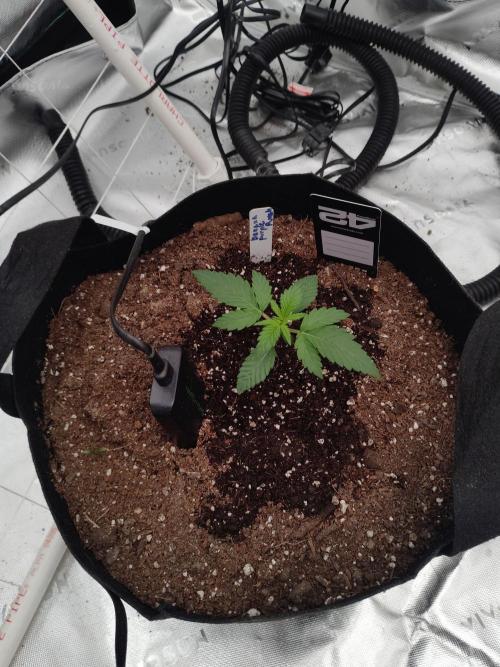 Fast buds seed to harvest coming soon. Week 2 - She is growing fast 