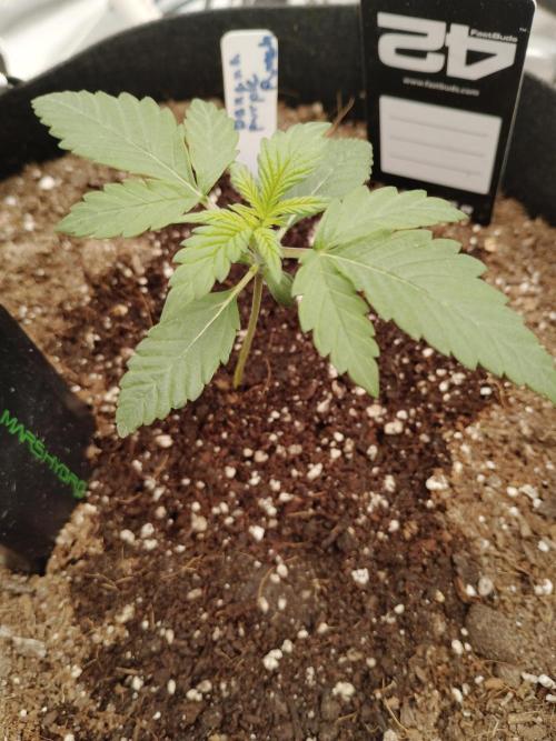 Fast buds seed to harvest coming soon. Week 2 - Looking really good