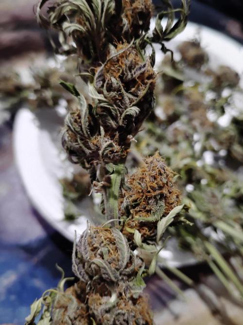 Fast buds seed to harvest coming soon. Week 8 - 2 zips