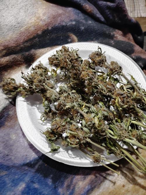 Fast buds seed to harvest coming soon. Week 8 - Yay aww