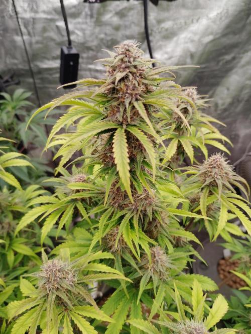 Fast buds seed to harvest coming soon. Week 8 - Nice cola 