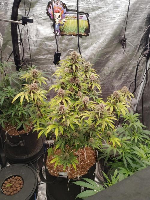 Fast buds seed to harvest coming soon. Week 8 - Great 