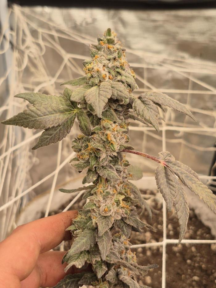 GARY SATAN WHITE WEDDING GMO. Week 13