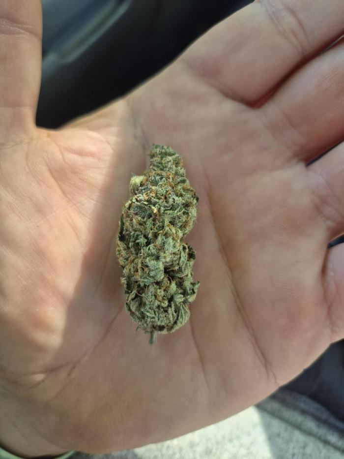 GARY SATAN WHITE WEDDING GMO. Week 12 - Smells sharp cherry gasoline.  Tastes great, uplifting high