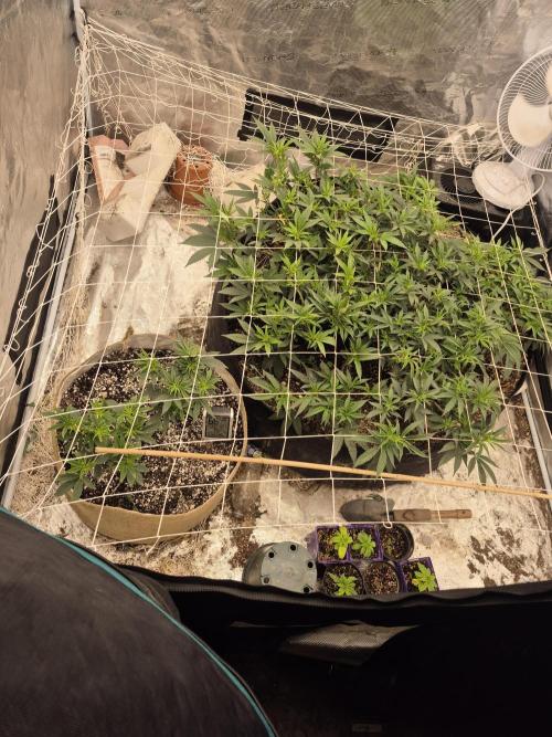 Fall indoor grow. Week 6