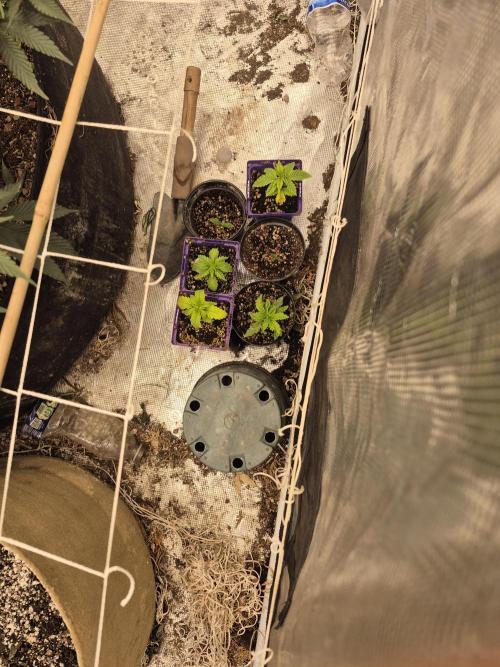 Fall indoor grow. Week 6