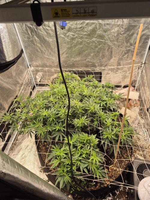 Fall indoor grow. Week 7 - Aerial view