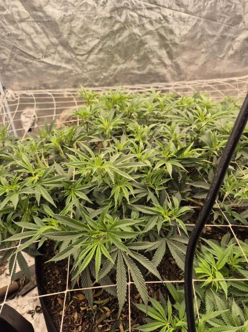 Fall indoor grow. Week 7 - Triple Burger dominating