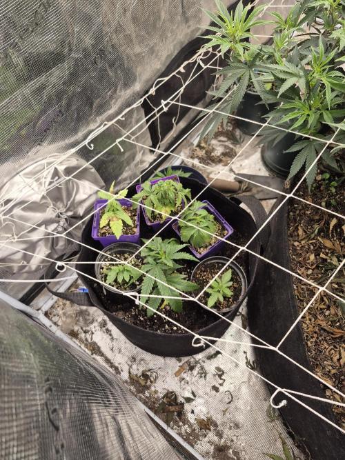 Meanwhile in the moment room. Week 1 - From regular seeds, headband cookies and Boston Strangler